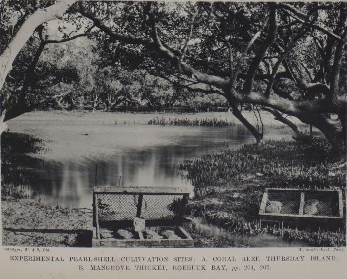 Image of an experimental pearl-shell cultivation site